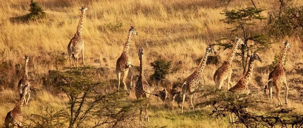 Mahali Mzuri Hotel Maasai Mara Luaran gambar