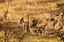 Mahali Mzuri Hotel Maasai Mara Luaran gambar